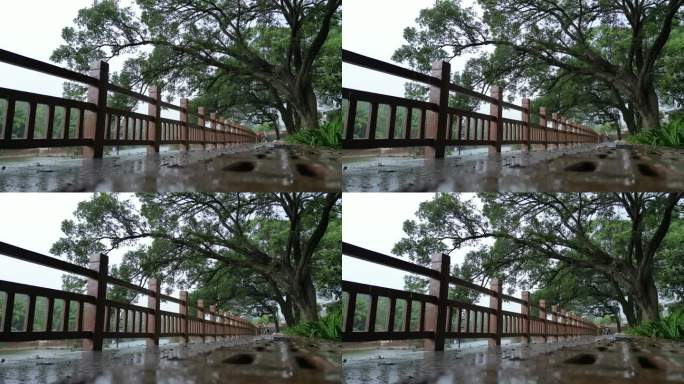 夏雨树荫空镜
