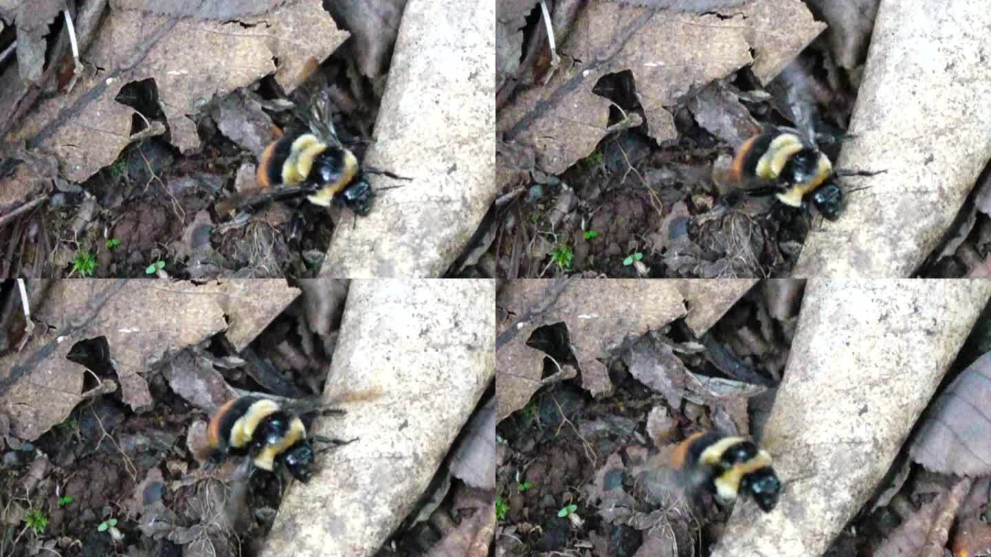 毛茸茸大黄蜂在枯叶中艰难起飞沉重身体离开