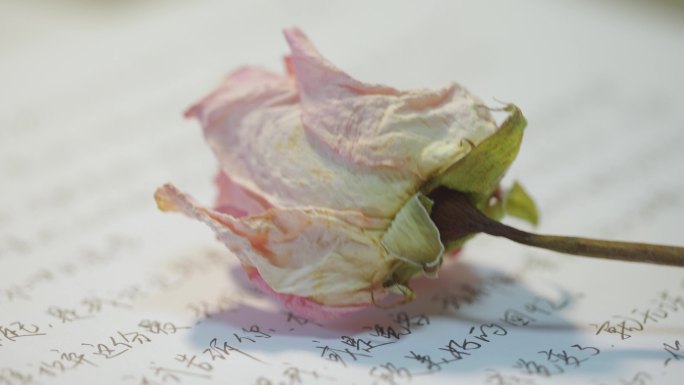 一朵干枯的玫瑰放在信纸上