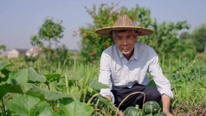 菜地 农村农民笑脸 贝贝南瓜