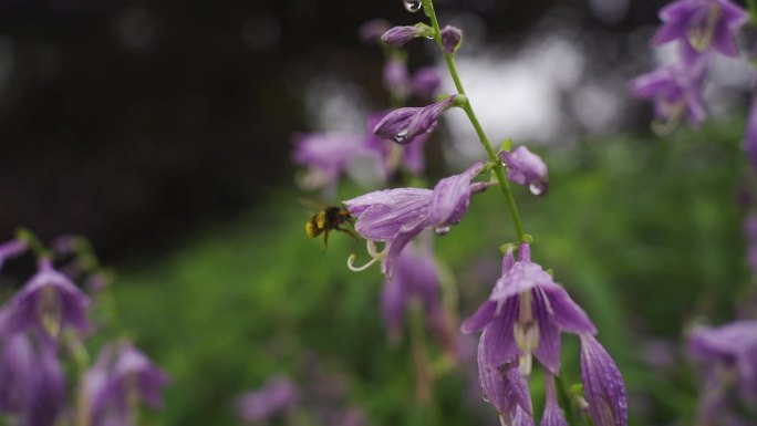 蜜蜂蜜蜂采蜜 鲜花 纯天然