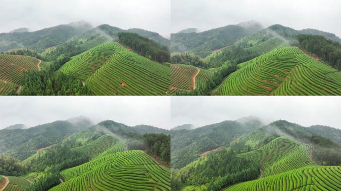 航拍雨后高山茶园