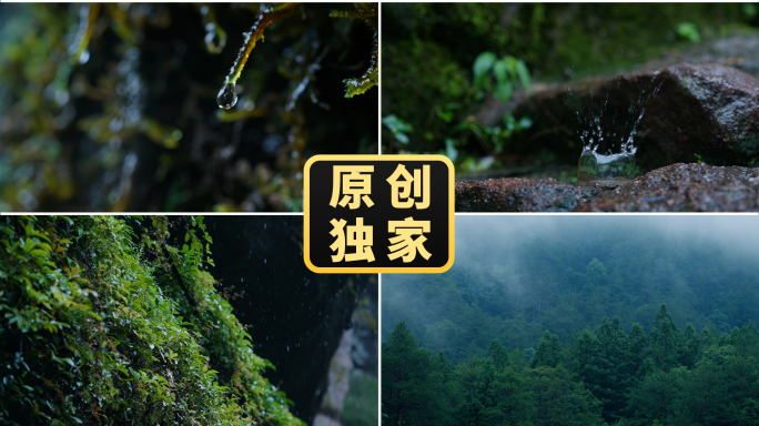 潮湿苔藓雨滴水珠原始森林雨季自然生态植被