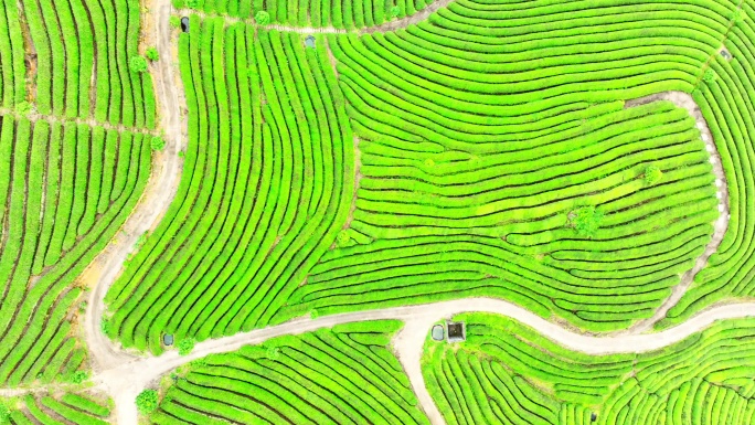 航拍雨后高山茶园