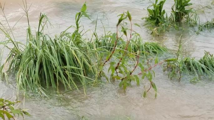 洪灾洪水河水水位上升堰塞湖河水河边河涝河