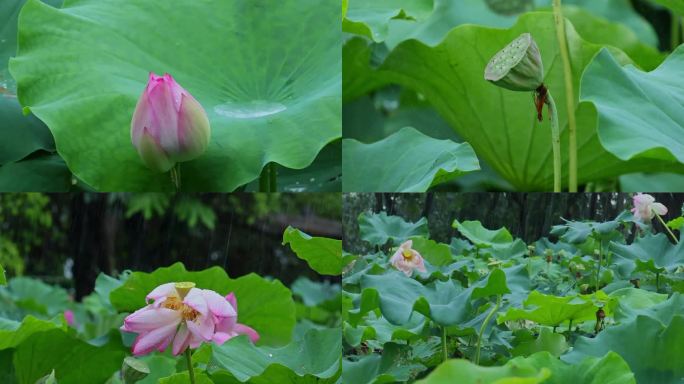 夏季雨天荷花荷叶雨滴雨景