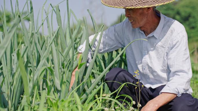 菜地 农村农民笑脸 拔洋葱