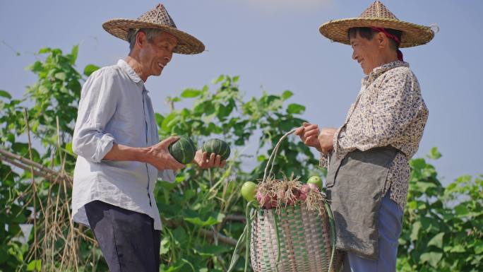 菜地丰收 农村夫妇笑脸