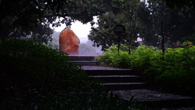 实拍荔枝果园下大雨