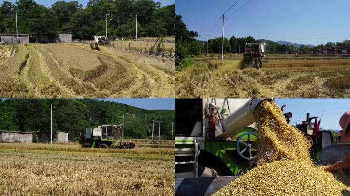 太行山区小麦成熟收割 山村田园风光