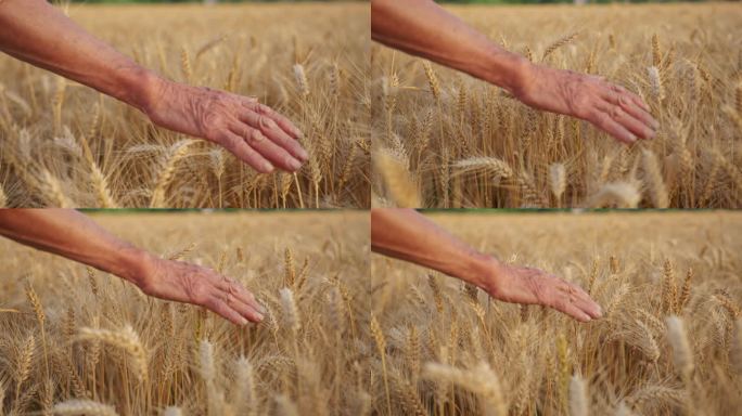 麦子麦田丰收 农民黝黑的手