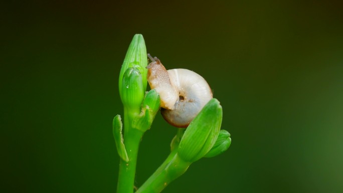 蜗牛 蜗娄牛 软体动物2