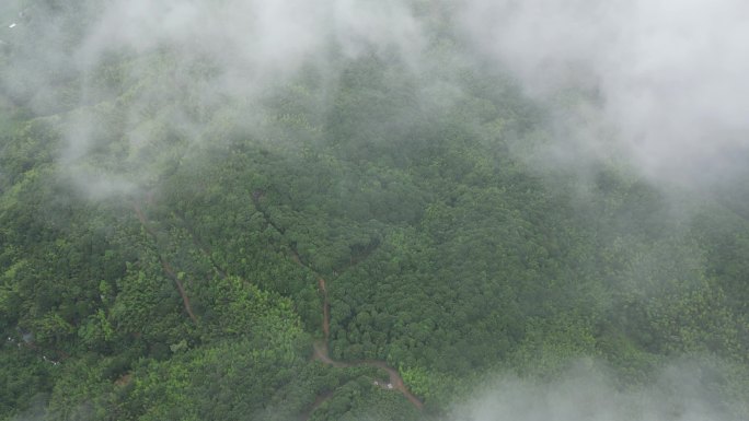 山区俯瞰植被覆盖率  俯拍森林云雾缭绕