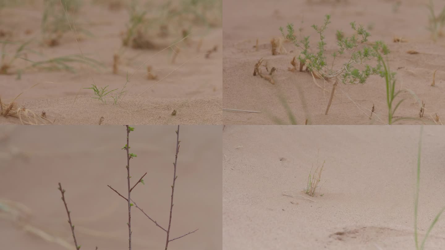 沙漠植物沙漠里的梭梭树特写F