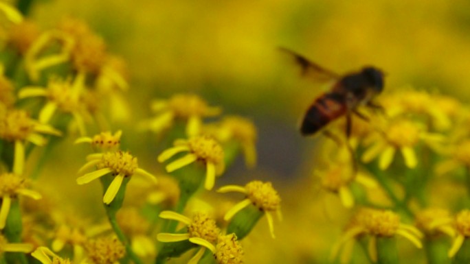 大黄蜂在野花丛中从一朵飞向另一朵全过程
