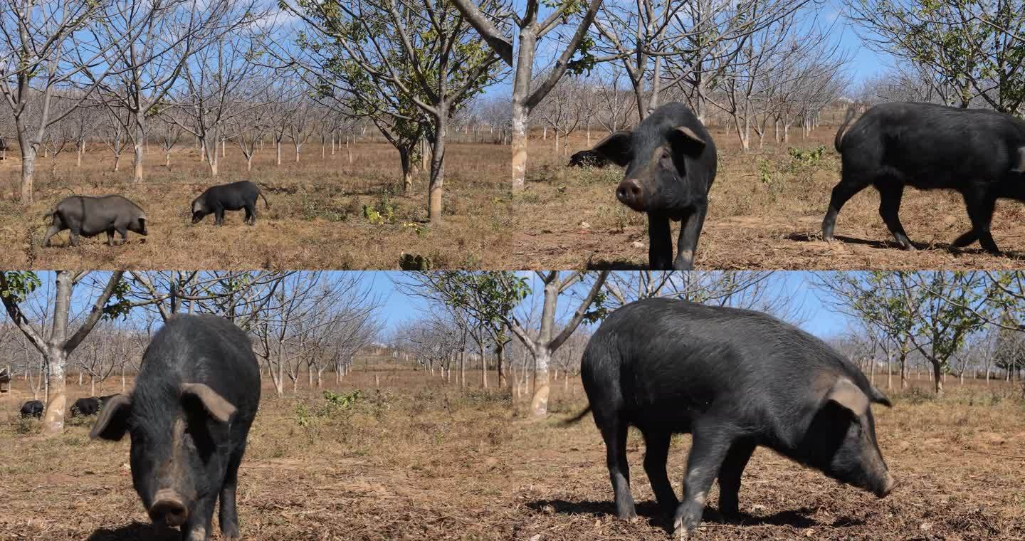 黑猪 养殖 小黑猪 农业 猪