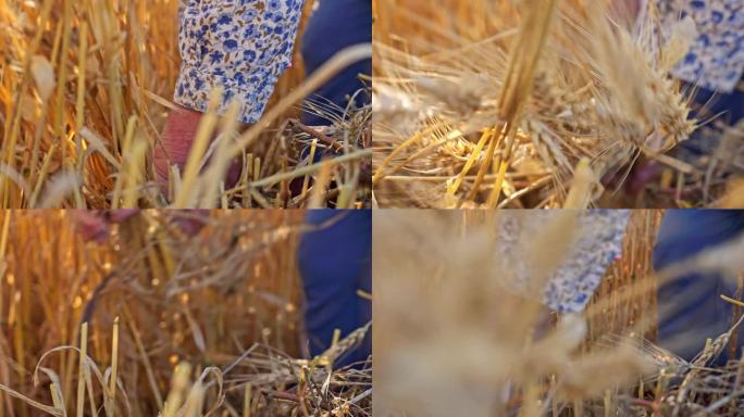麦子麦田 传统镰刀收割麦子
