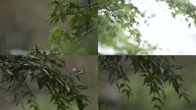 春雨-植物花草