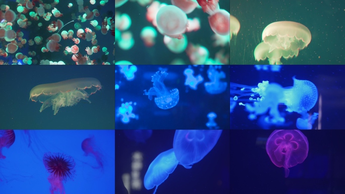 【6分钟】海洋世界 水母馆