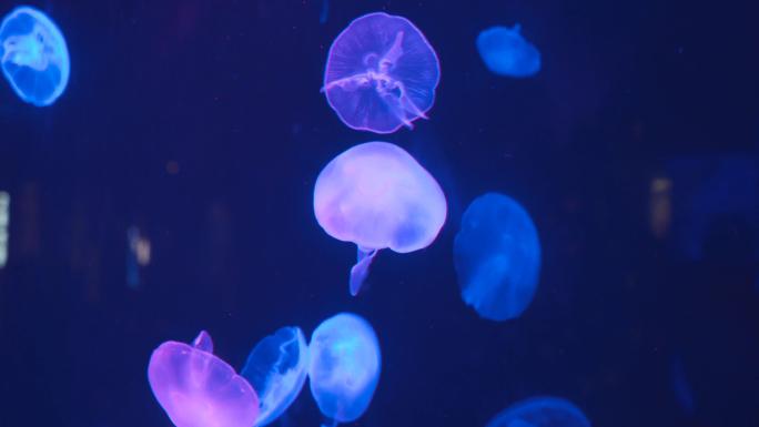【6分钟】海洋世界 水母馆