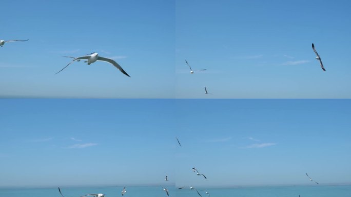 视频大海海洋海面海鸥海鸟展翅飞行飞翔翱翔
