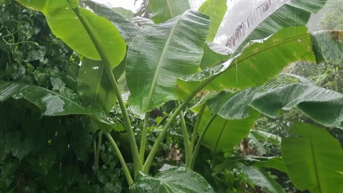 乡村雨景农村下雨绿树雨滴暴雨倾盆大雨