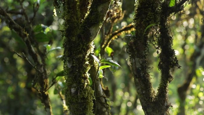 茶山茶树茶叶绿色种植园多角度特写镜头51