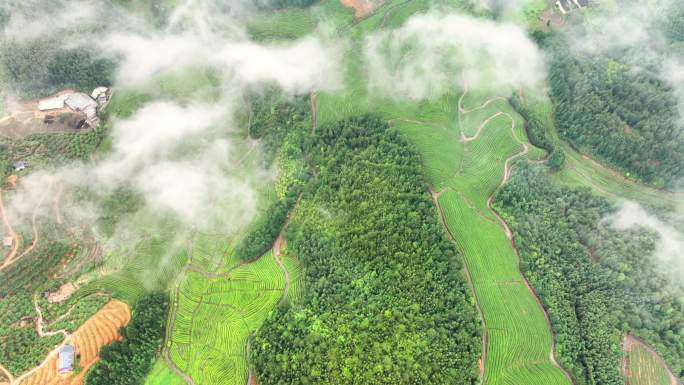 航拍雨后高山茶园