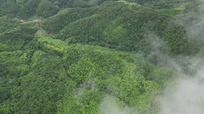 山区俯瞰植被覆盖率  俯拍森林云雾缭绕