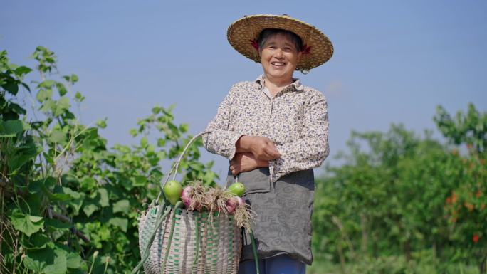 菜地丰收 农村农民笑脸