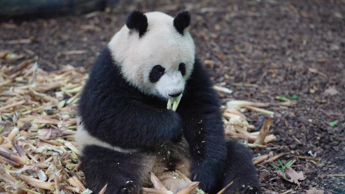 可爱国宝大熊猫吃竹笋特写镜头