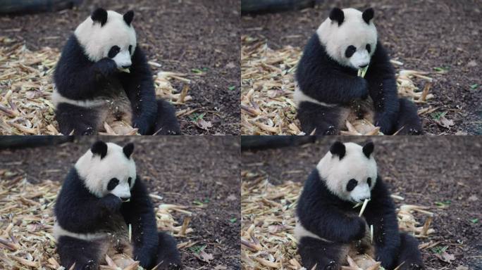 可爱国宝大熊猫吃竹笋特写镜头