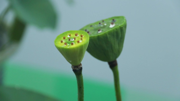 嫩绿莲蓬 荷花