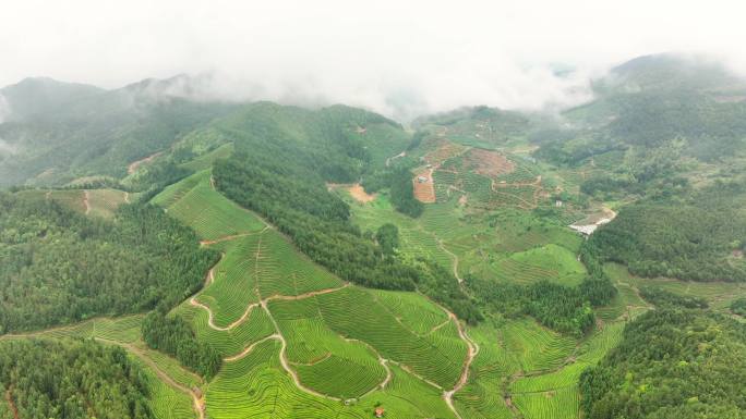 航拍雨后高山茶园