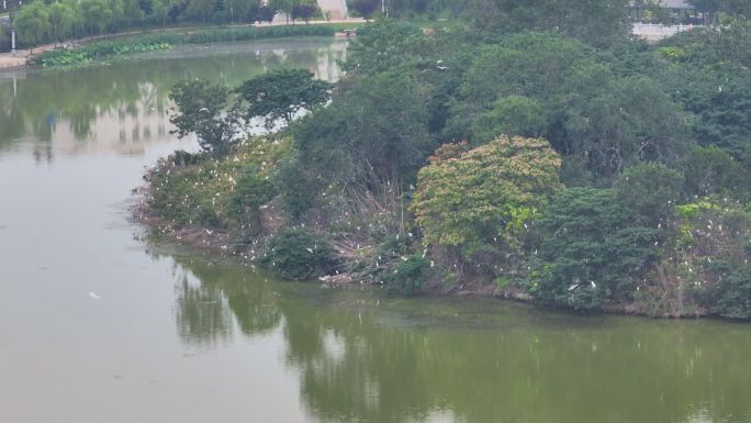 淮滨东西湖白鹭岛鸟岛