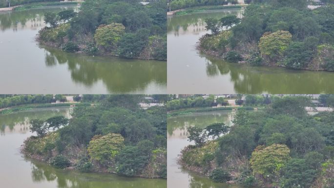 淮滨东西湖白鹭岛鸟岛