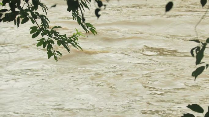 湍急河水 洪水流动 洪峰 水边树叶