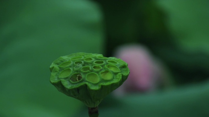 嫩绿莲蓬 红荷花