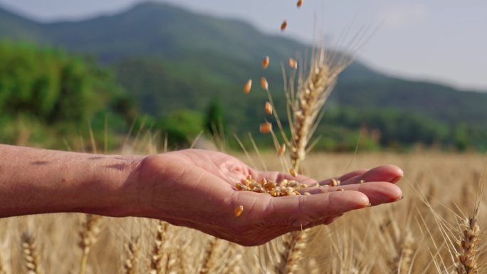 麦子麦田丰收 农民手接麦子