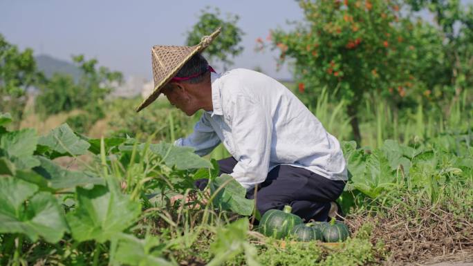 菜地 农村农民笑脸 贝贝南瓜