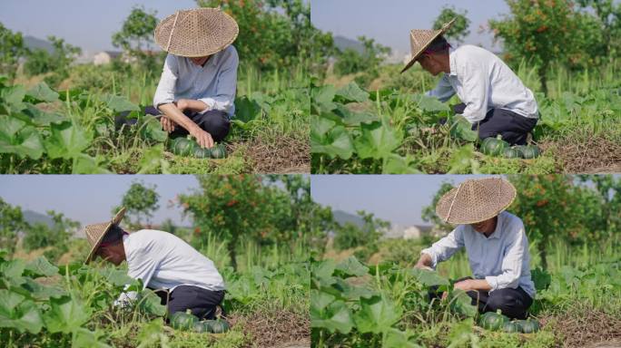 菜地 农村农民笑脸 贝贝南瓜