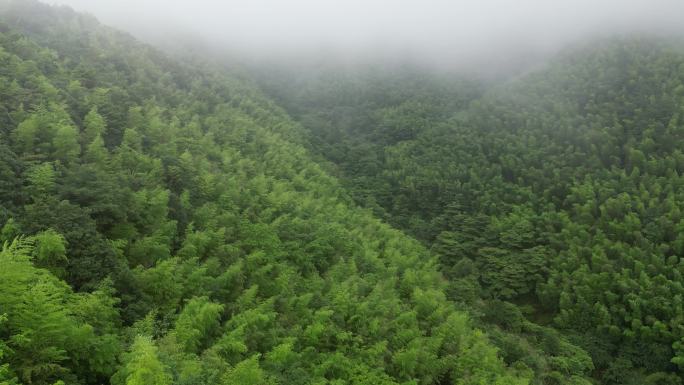 大森林天然氧吧雨后空气清新