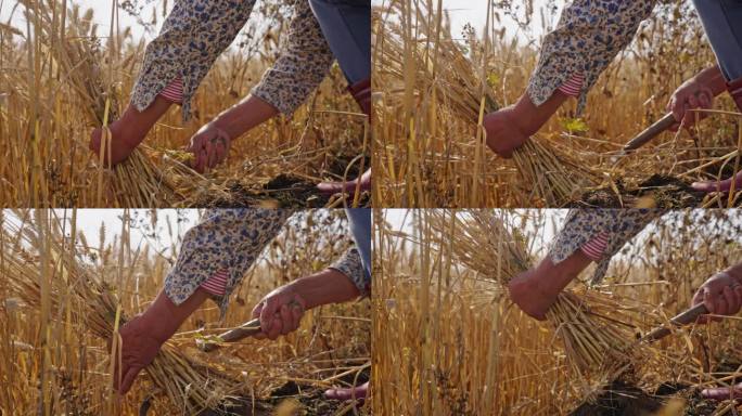 麦子麦田农民丰收割麦子