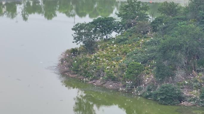 淮滨东西湖白鹭岛鸟岛