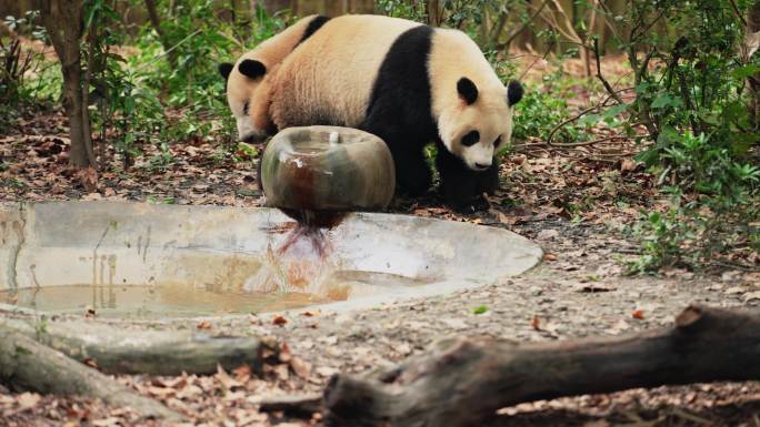 大熊猫自由自在散步