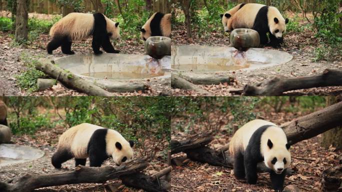 大熊猫自由自在散步