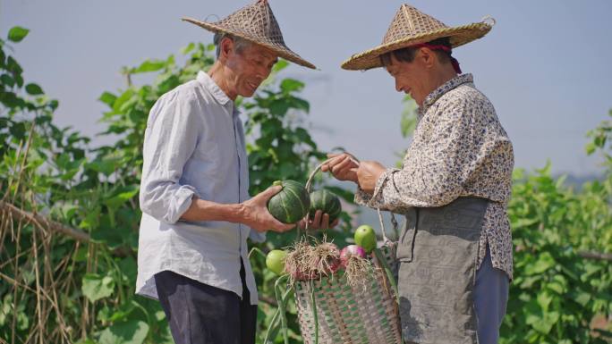 菜地丰收 农村夫妇笑脸