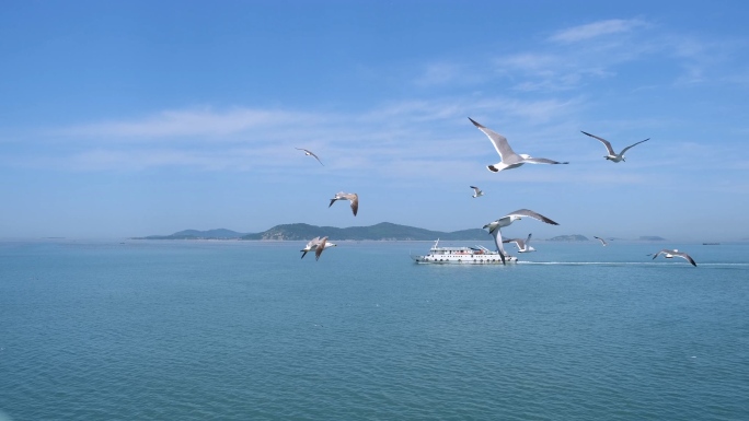 实拍大海海洋海鸥海鸟展翅飞行飞翔轮船游船