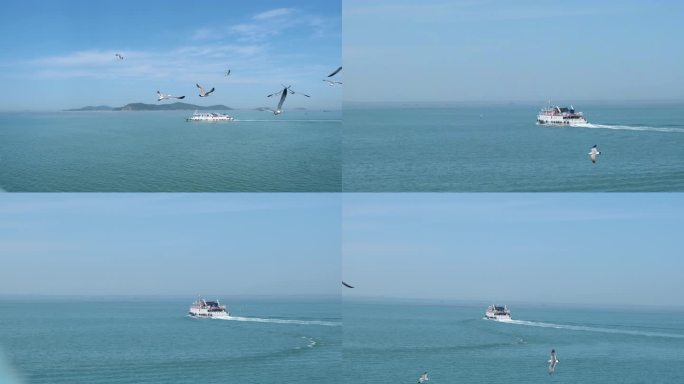实拍大海海洋海鸥海鸟展翅飞行飞翔轮船游船