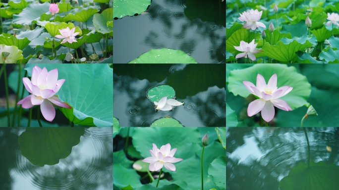 荷花谷雨实拍夏天下雨特写空镜